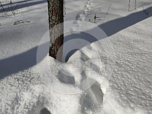 Footprints In Snow. Human Footprints In The Snow