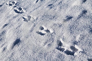 Footprints in the snow