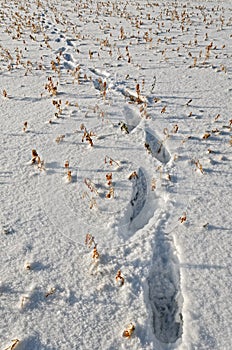 Footprints in Snow from Walk