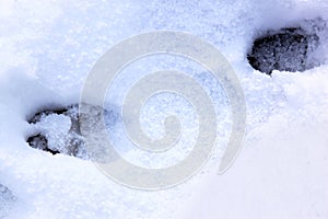 Footprints in the snow of a wild boar, Holland