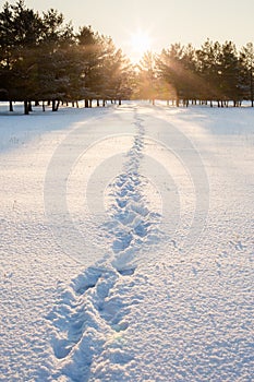Footprints in the snow in the winter forest