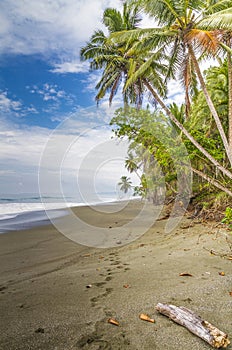 Footprints on a tropical palm fringed beach