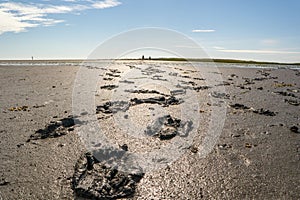 Footprints in the Watenmeer