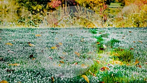 Footprints on wet grass on a beautiful autumn morning. A path marked out by a man through a dewy lawn with leaves. Bad Muskau,