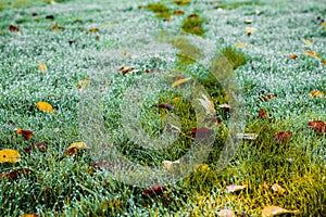 Footprints on wet grass on a beautiful autumn morning. A path marked out by a man through a dewy lawn with leaves. Bad Muskau,