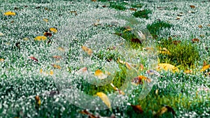 Footprints on wet grass on a beautiful autumn morning. A path marked out by a man through a dewy lawn with leaves. Bad Muskau,