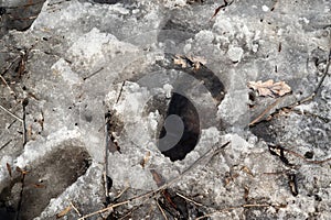 Footprints on wet melting ice in spring