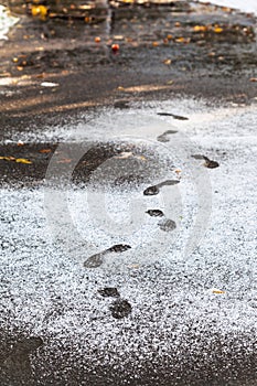 Footprints in wet path covered by first snow