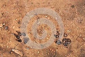 Footprints of a wild animal in the cultivated field