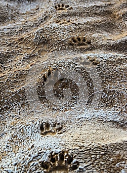 Footprints of wild animal paws on soft wet clay in a bed of a dried river