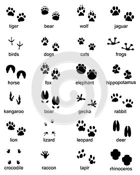 Footprints of wild animals