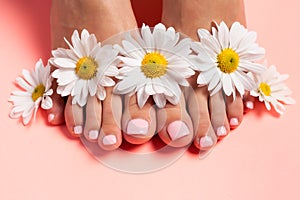 Foots of a girl in the flower buds of daisies, pink pedicure on a pink background. Top view with place for text