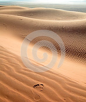 Footstep on the arid sand dunes