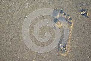 Footstep on the beach sand