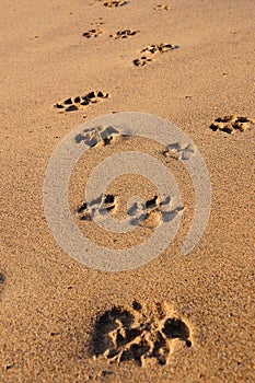 Footstep of the dog