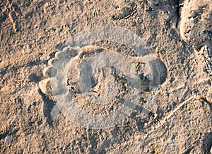 Footstep on sand on the beach