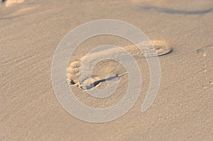 Footstep in sunny beach sand