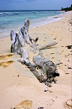 Footstep and tree in republica dominicana