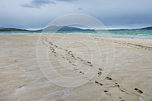 Footsteps disappearing into the distance on the sandy beach