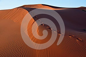 Footsteps on dunes in the desert of Morocco