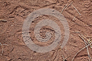Footsteps on ground - pattern people marks