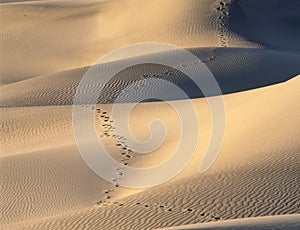 Footsteps in the Mesquite Sand Dunes in Death Valley