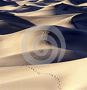 Footsteps in the Mesquite Sand Dunes in Death Valley