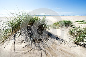 Footsteps in the sand photo