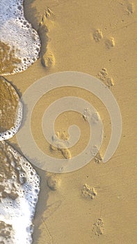 Footsteps on the sand made by a man and his dog.