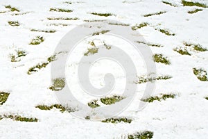 Footsteps in snow on green yellow grass. Ground covered with fresh snow and a print of human footsteps. Snow texture.