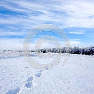 Footsteps on snowbound meadow