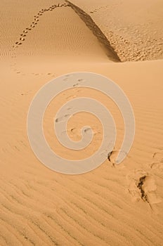 Footprints on the desert
