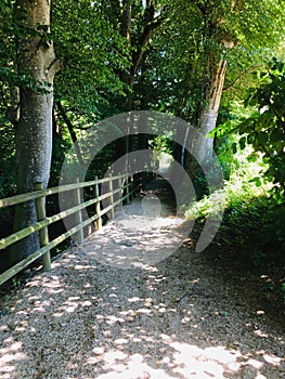 Footway in a forest
