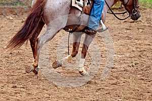 Vista ravvicinata di gambe un cavallo 