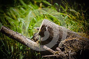 The foozle in the wood