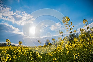 Fop perspective of meadow yellow blossoms sunlight spring