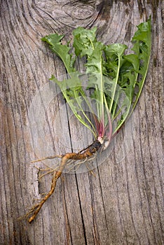 Forage edible dandelions (Taraxacum officinale) greens