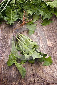 Forage edible dandelions (Taraxacum officinale) greens