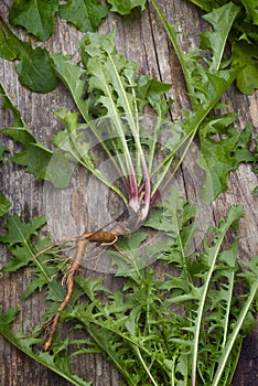 Forage edible dandelions (Taraxacum officinale) greens