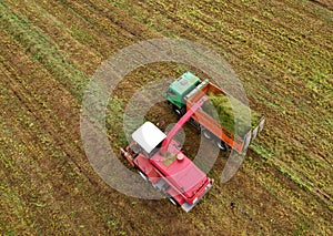 Forage harvester during grass cutting for silage in field. Harvesting biomass crop. Self-propelled Harvester for agriculture