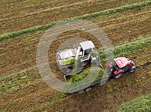 Forage harvester during grass cutting for silage in field. Harvesting biomass crop. Self-propelled Harvester for agriculture