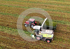 Forage harvester during grass cutting for silage in field. Harvesting biomass crop. Self-propelled Harvester for agriculture