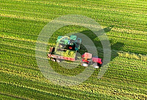 Forage harvester during grass cutting for silage in field. Harvesting biomass crop. Self-propelled Harvester for agriculture