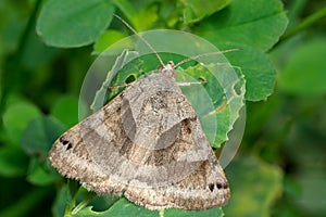 Forage Looper Moth - Caenurgina erechtea