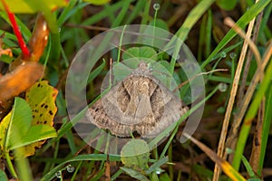 Forage Looper Moth - Caenurgina erechtea photo