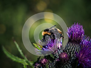 Forager bee on hatched thistle flowers photo