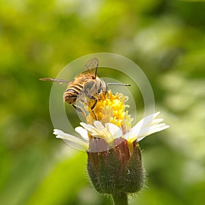 A forager bee sucks nectar from flowers