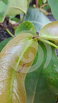 foraging ants coloni