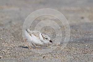 Foraging Baby Piping Plover
