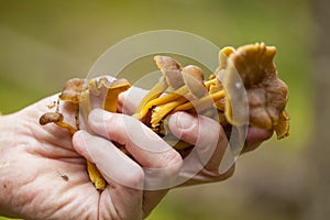 Foraging background with edible mushrooms